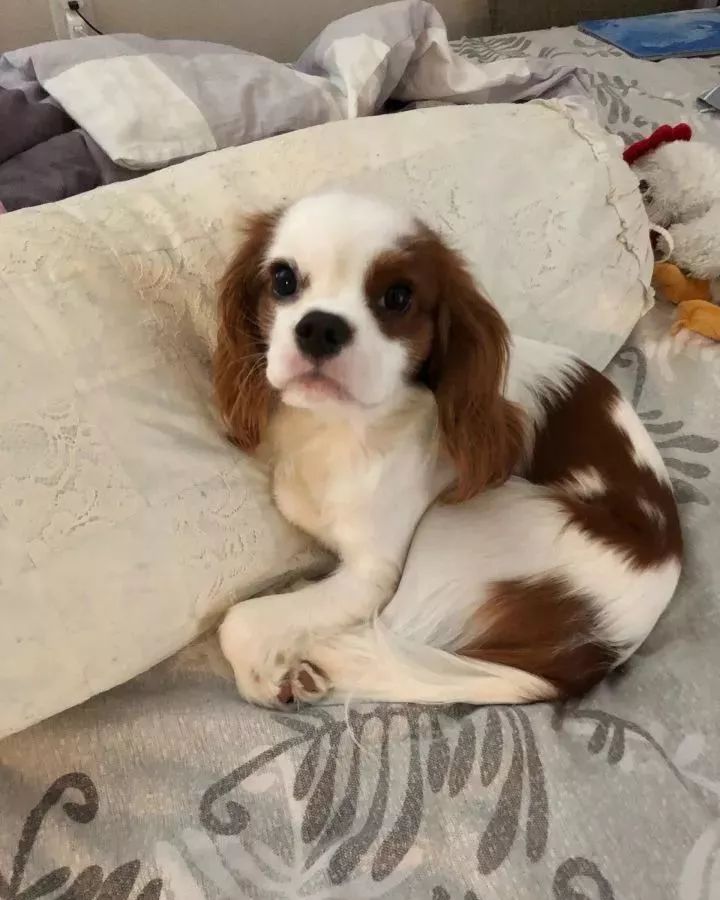 眼睛周围毛色一个白一个棕色，像船长一样