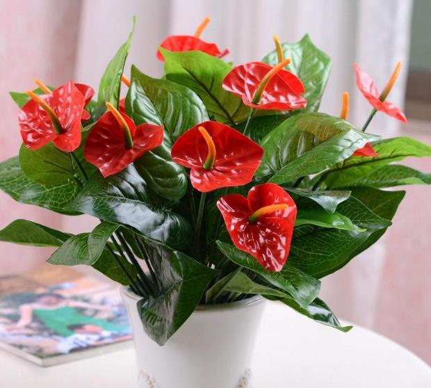 红掌叶子枯黄了怎么办小妙招,红掌叶还没出来就枯黄了什么原因