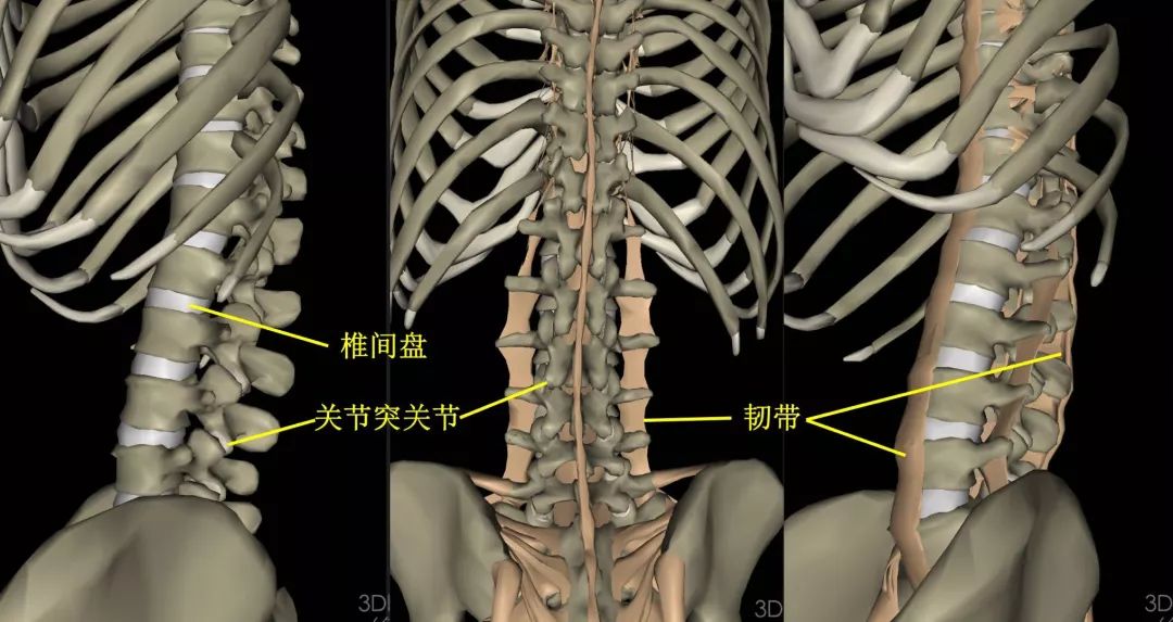 椎间盘突出还能恢复吗,得了椎间盘突出还能干活吗