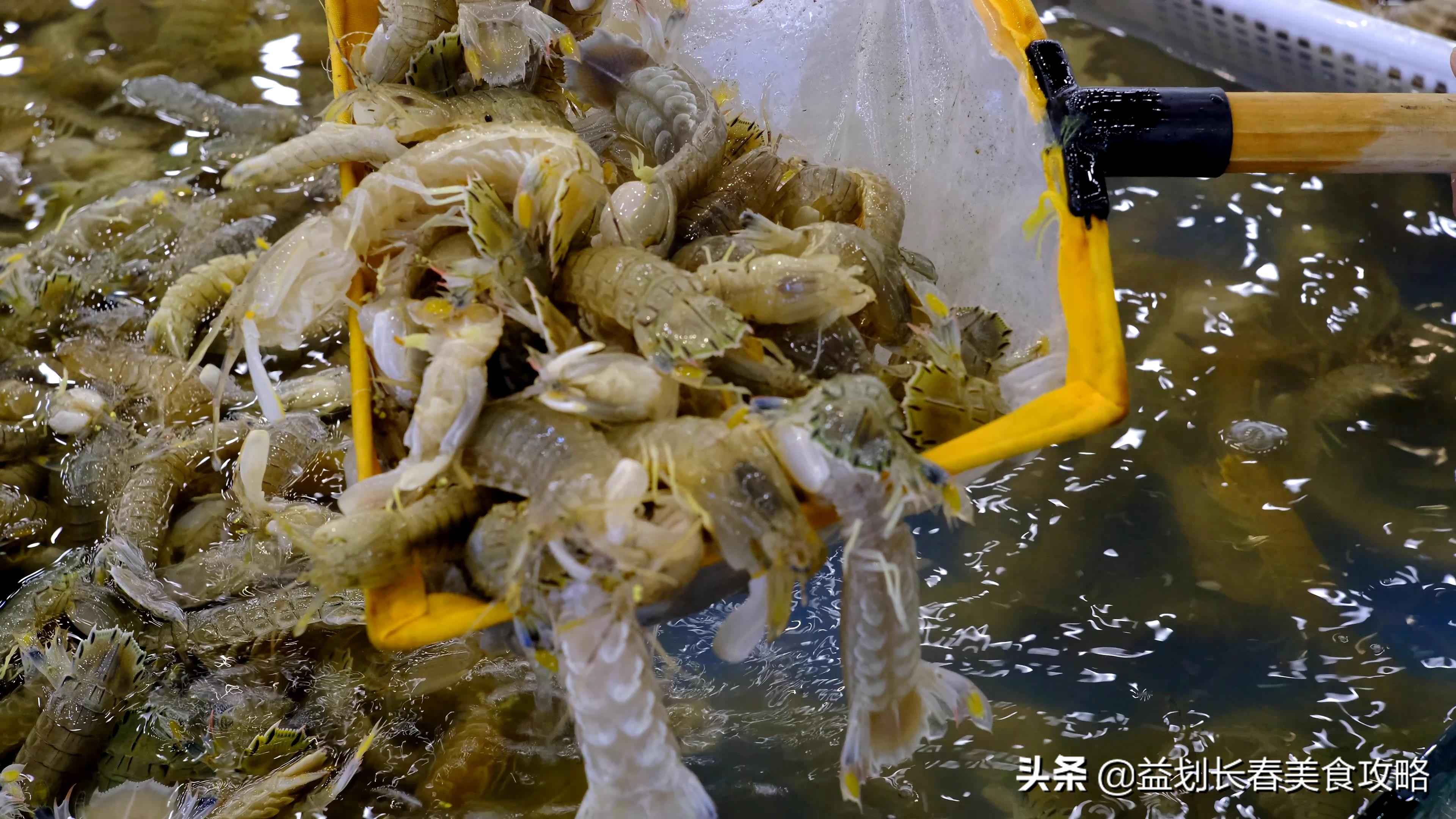 北京海鲜自助梭子蟹,海鲜自助的活梭子蟹