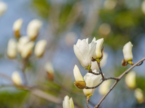 白玉兰清香浓郁,白玉兰花开沁人心脾