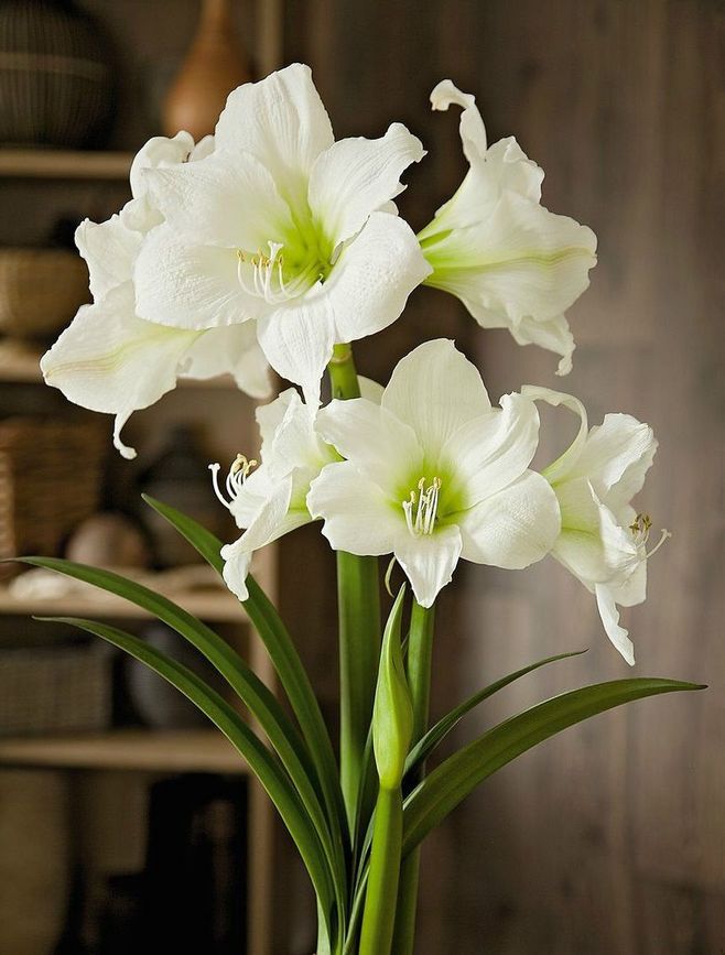 八字日柱强弱最简单判断方法,八字命理强弱判定法