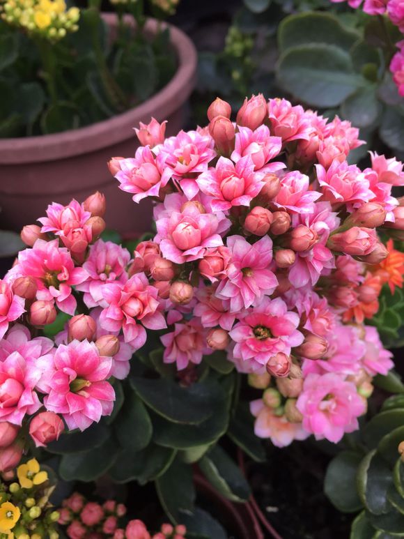 长寿花叶子发黄怎么补救,长寿花叶子发黄原因及处理方法