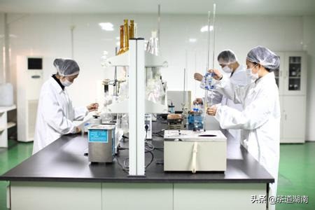 湖南十八洞黄金茶,十八洞黄金茶属于什么茶