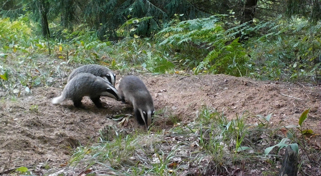 东亚貉,东亚貉入侵欧洲