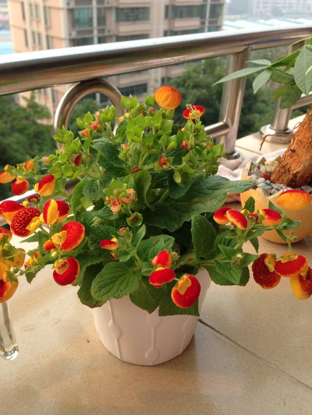 这款荷包只能种，却不能用，实用性不强喜欢的人却一大把