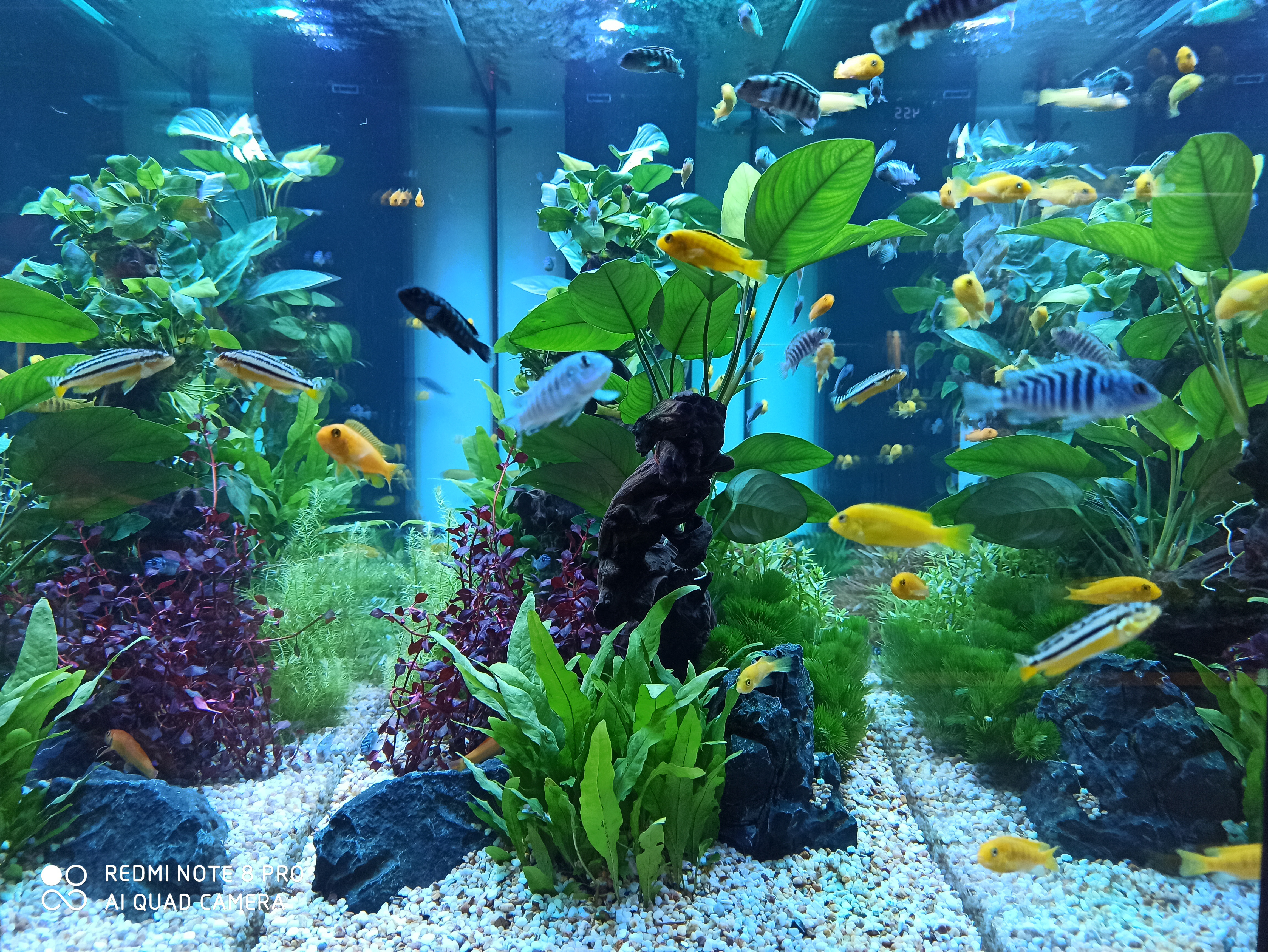 怎么养鱼缸的水质才稳定,水族箱用什么过滤最好