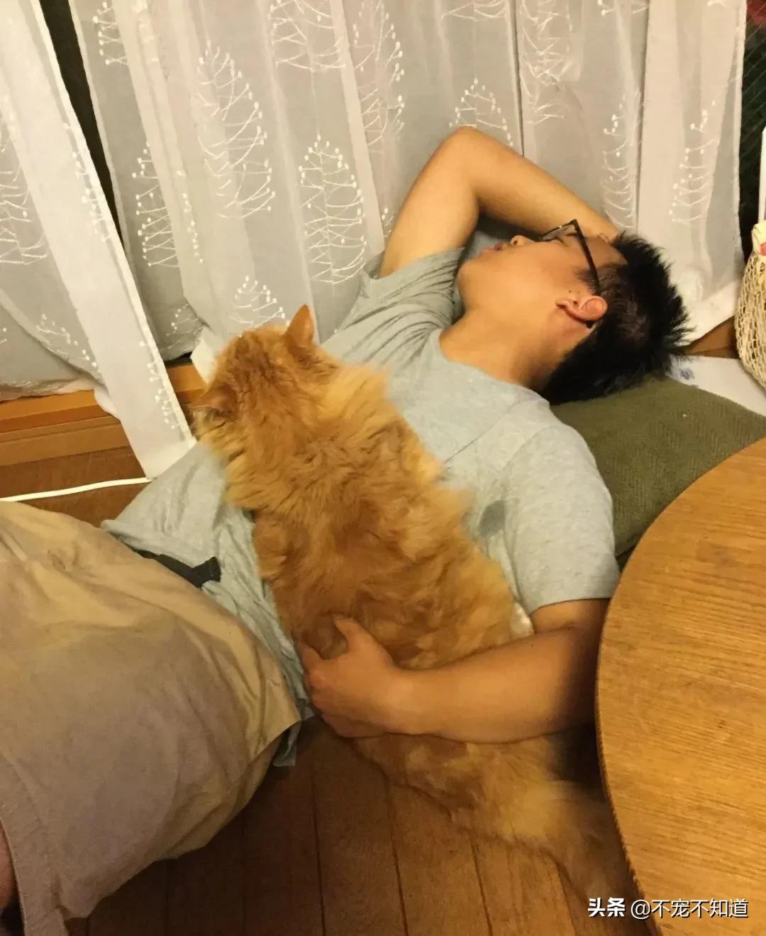 岛国妹子养的超萌小奶猫,几个月后变成巨兽了