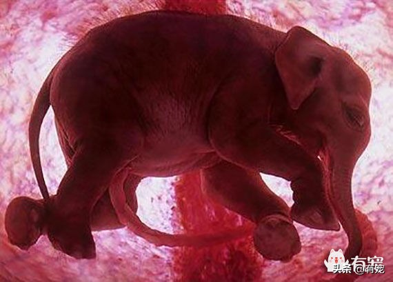 世界上怀孕周期最长的动物是什么,地球上寿命最长的动物是谁