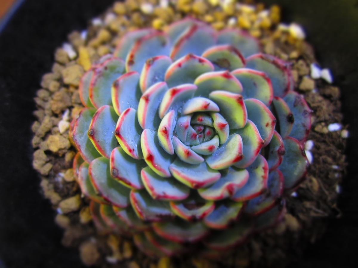 100种常见多肉植物图鉴收藏,1000种多肉植物图鉴及名字