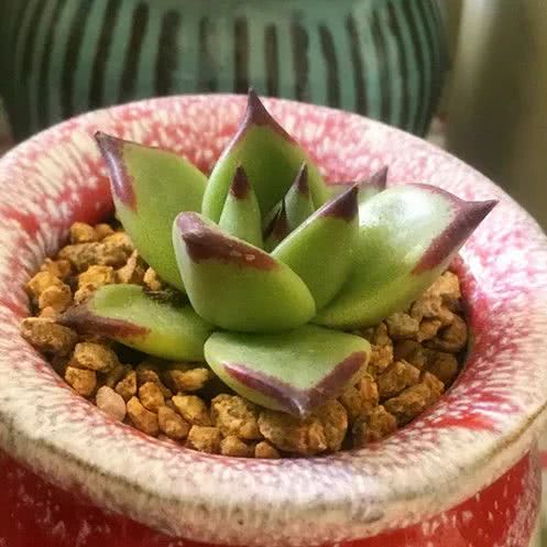 顺风不浪逆风不怂文字图片,顺风不飘逆风不怂绝境不慌