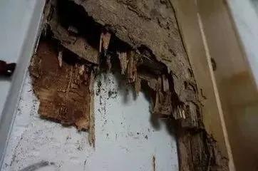 南方暴雨过后的水蚁有多可怕,暴雨后大水蚁怎么处理