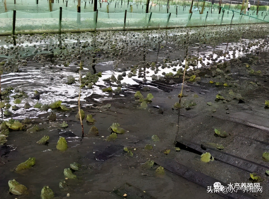 牛蛙产业链,牛蛙产业链发展模式