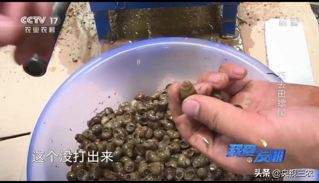 没有什么是一顿田螺解决不了的,没有什么美食可以难倒吃货