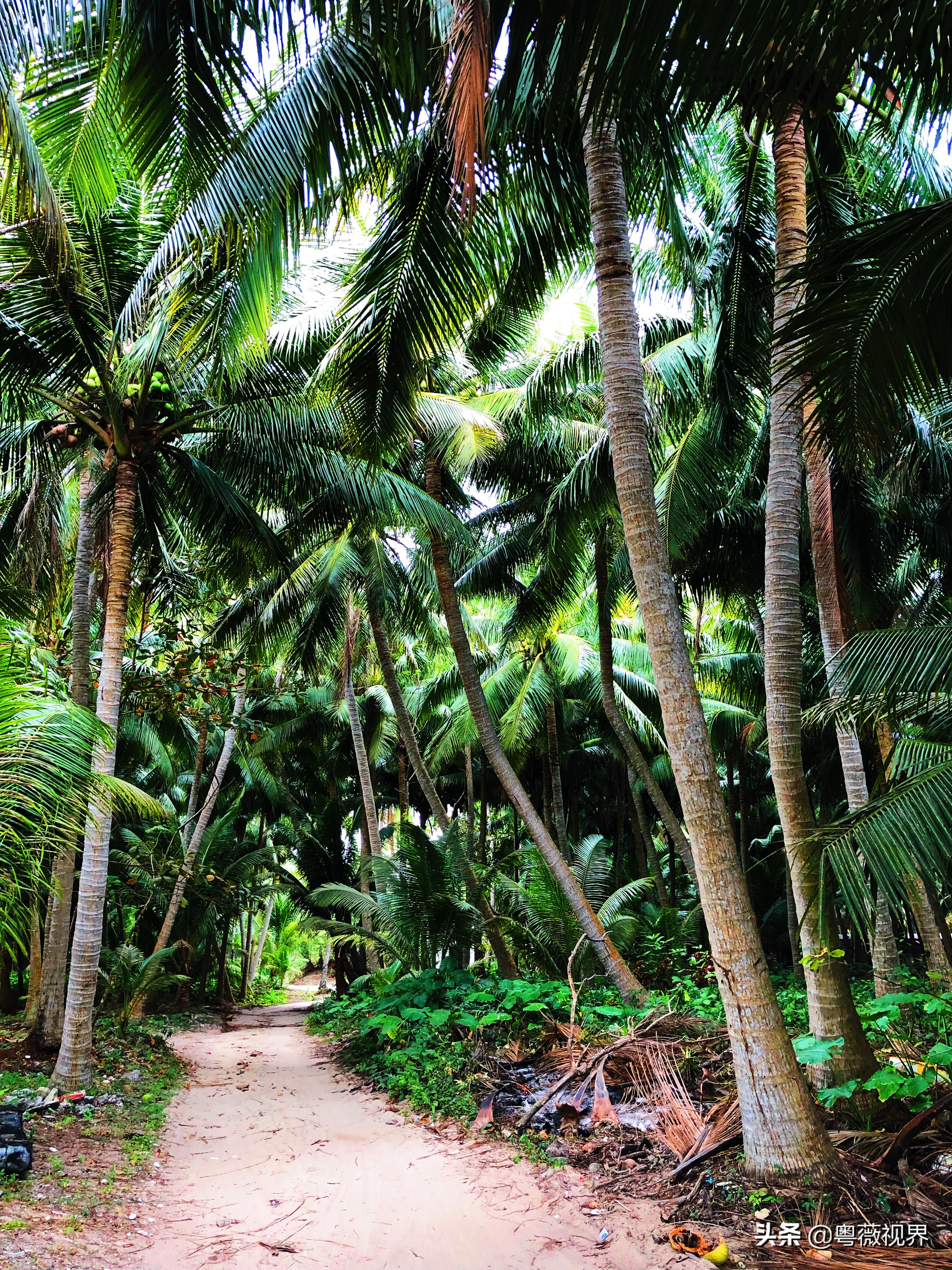 海南岛文昌自驾游攻略,海南文昌椰林湾自驾游攻略
