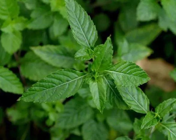 吃了龟苓膏有明显反应,龟苓膏真的有龟吗