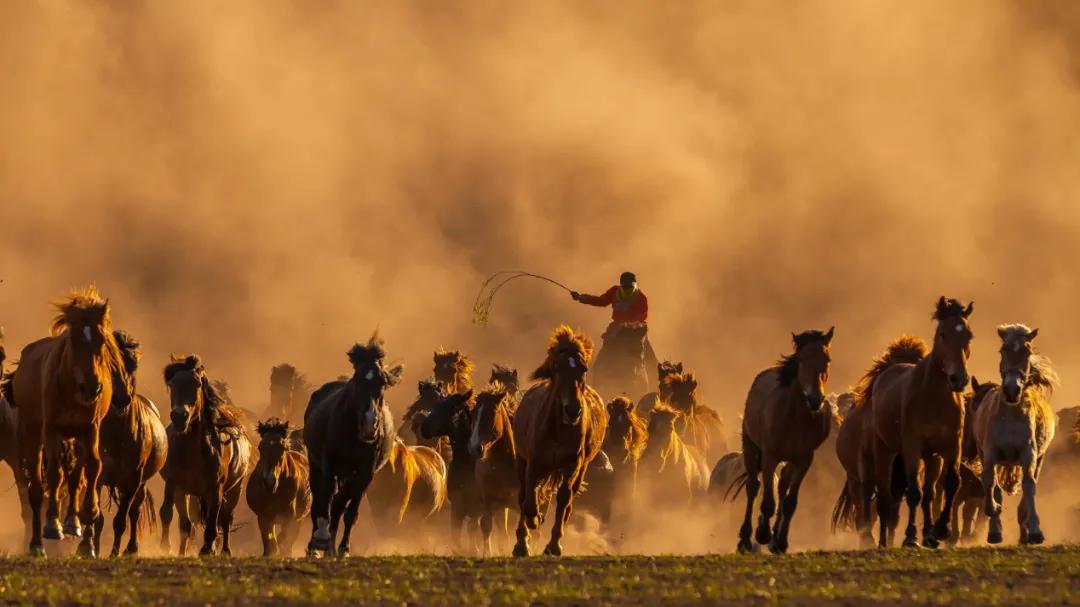 坝上秋色之金色草原,坝上金色草原风景