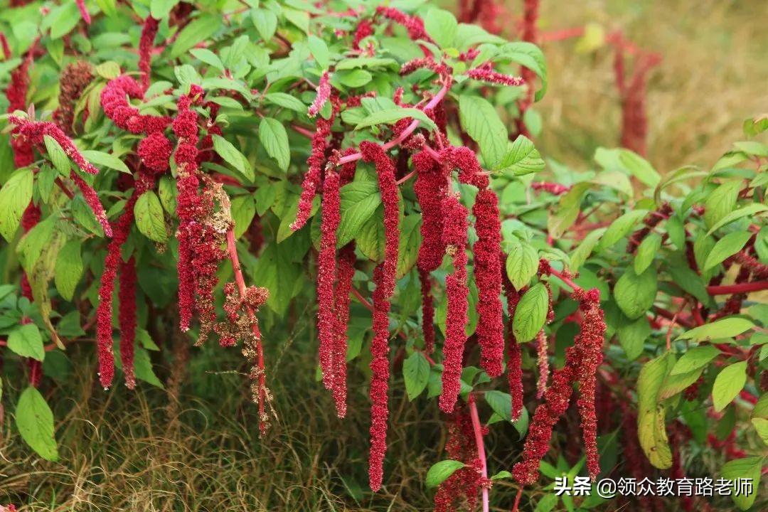 为了写文章我吃了霉苋菜梗,打算申请个工伤