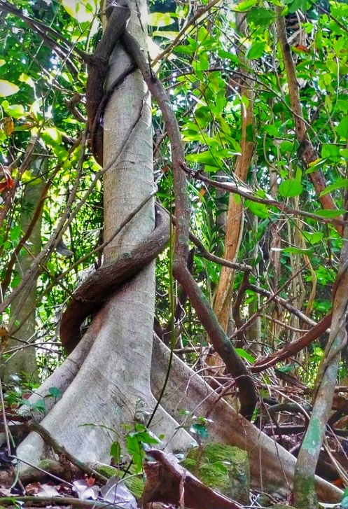徒步探访马来西亚孤岛小村：医疗免费，孩子辍学家长坐牢