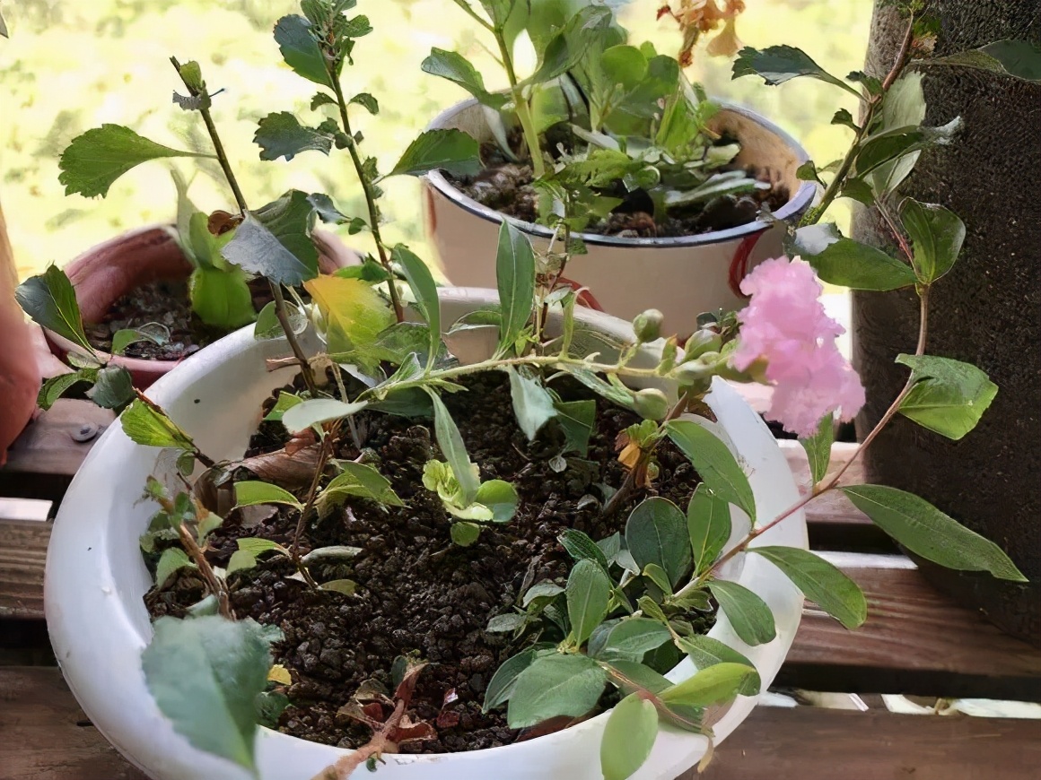 四十年紫薇树,人渐衰老心力也衰吗