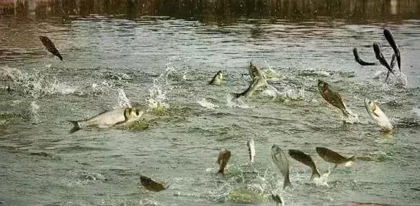 6个适合农村赚钱致富的好项目,有哪些农业致富好项目值得推荐