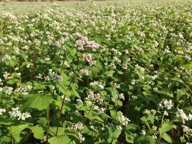 2020最强“广西大全”来了！承包柳州人一整年的旅行