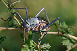 世界上最强大的蟋蟀,世界上最强又凶猛好斗的十种蟋蟀