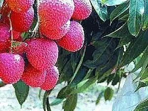 一骑红尘妃子笑的荔枝来自哪里,红尘妃子笑无人知是荔枝来下一句