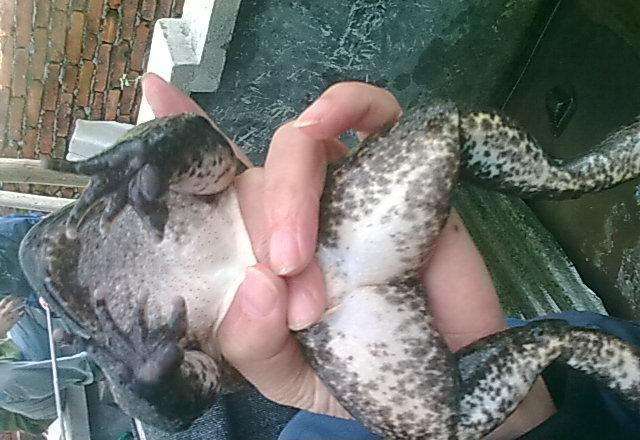 人工养殖最新消息今天,现在人工养殖到底能不能售卖啊