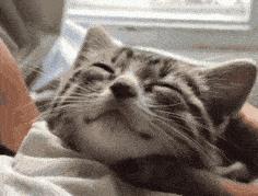 狸花猫在国外真的很少见吗,一只狸花猫的价格