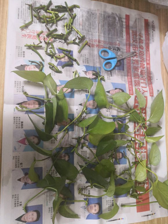 洗手间养什么花除味,卫生间养植物真的能除臭吸湿气吗