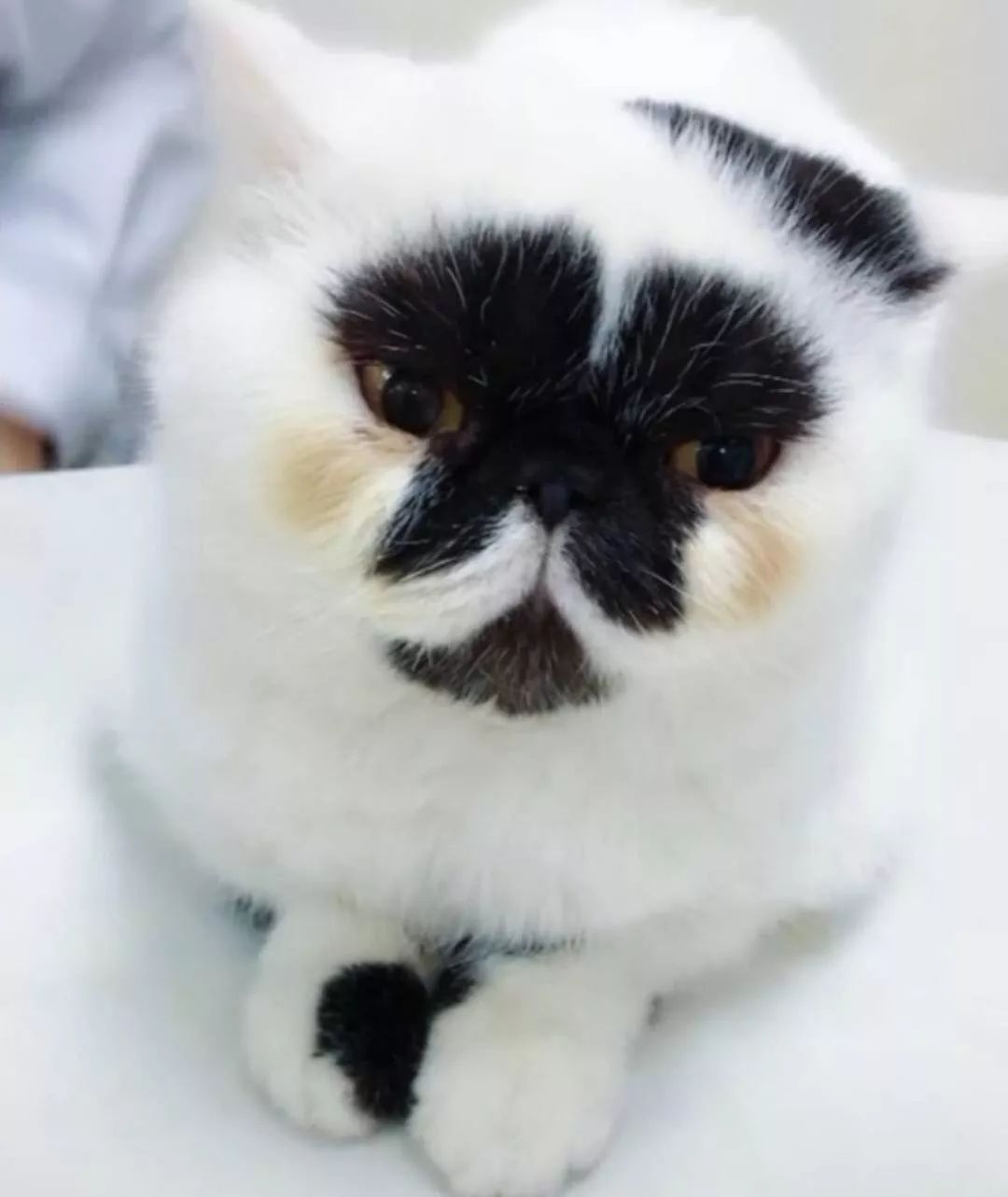 丑猫大赛视频完整版,2020年丑猫大赛看看丑到你了没