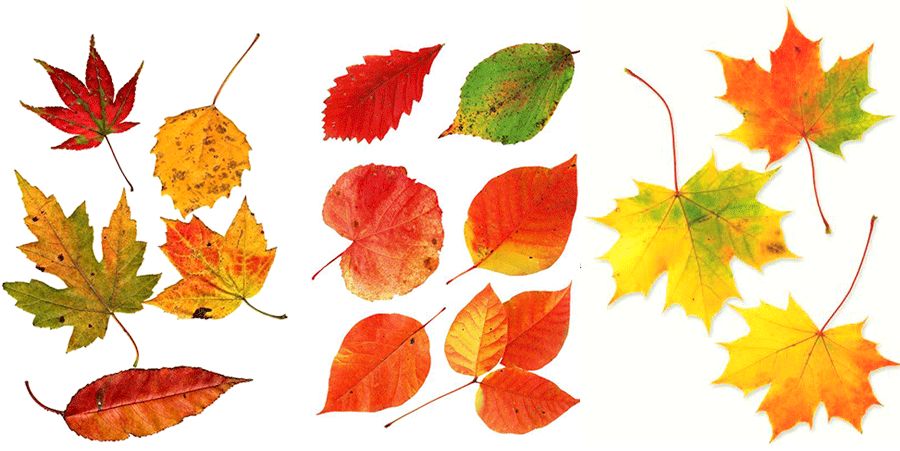 儿童画好大一棵树,我心中的一棵树儿童画