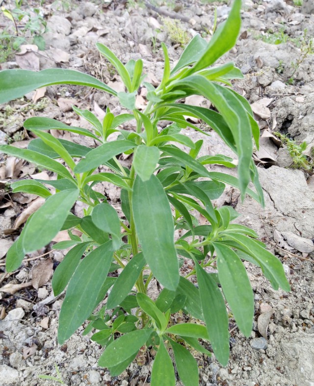 小扫帚野菜有什么营养,野菜铁扫帚可以吃吗