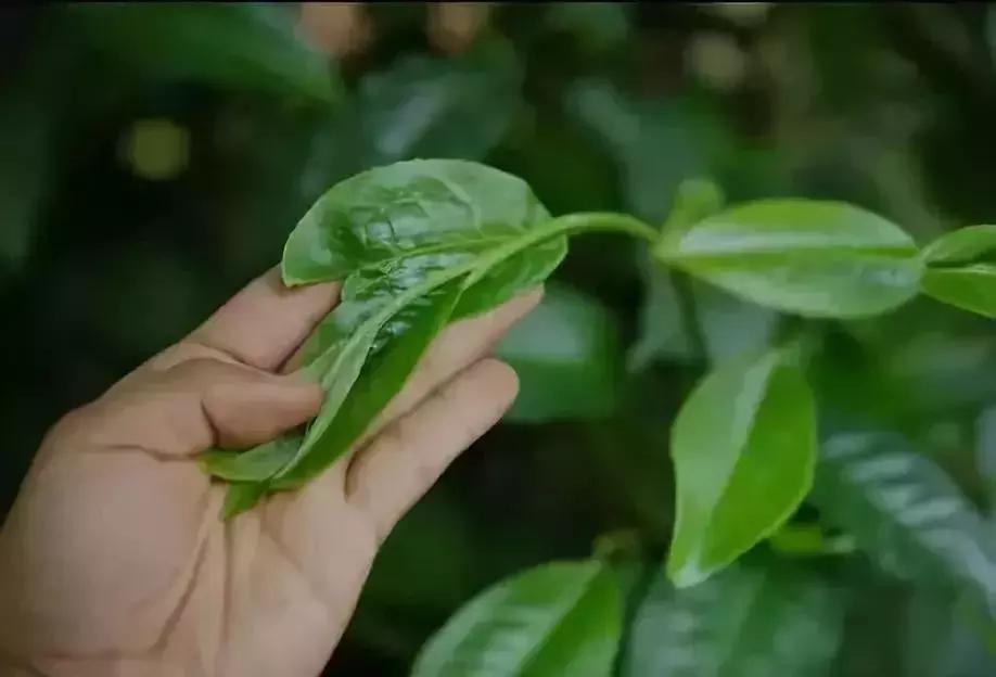 解读普洱第一山布朗山,布朗山普洱老树茶介绍
