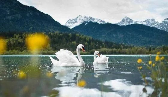 儿童画可爱的教程视频,儿童简单彩铅画天鹅画