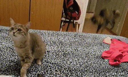 猫咪哪种打喷嚏情况需要注意,猫咪打喷嚏需要注意什么