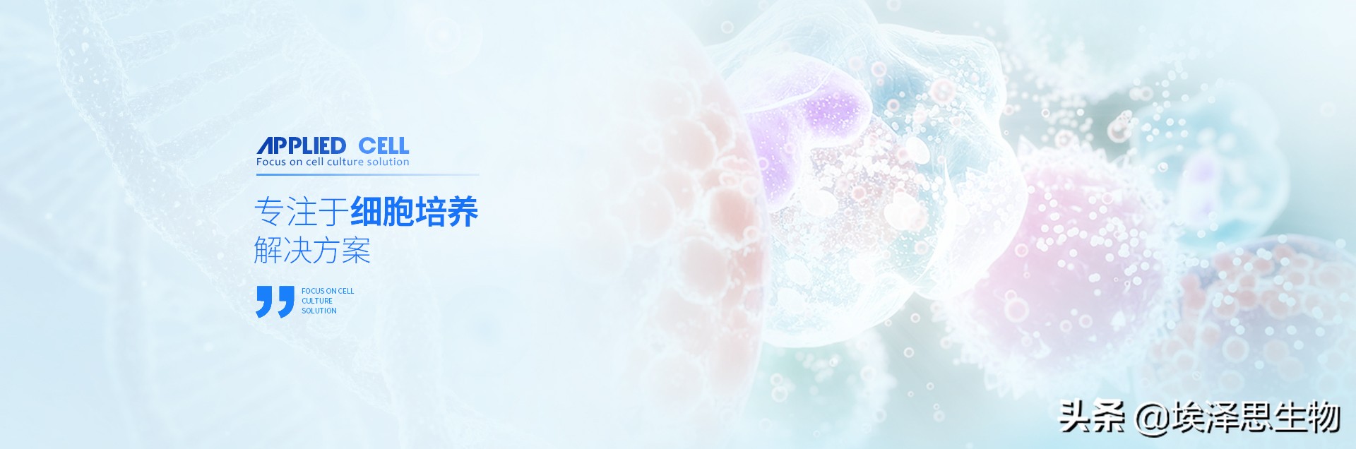 多潜能干细胞与多能干细胞,日本jmt干细胞怎么培养