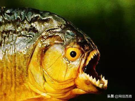 全民国家安全教育日的感受和看法,全民国家安全教育日筑牢国家安全