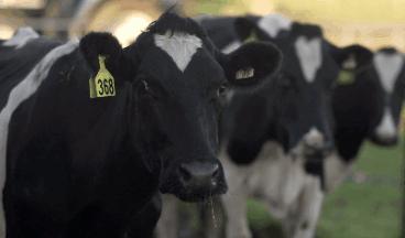 牛奶黑科技曝光,巴氏杀菌鲜奶和灭菌牛奶哪个更好