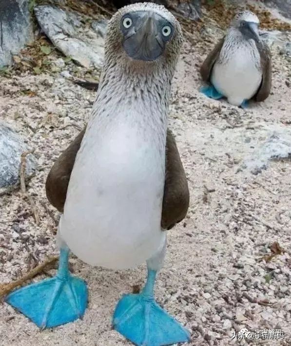 这些动物小时候太可爱简直萌化了,世界十大最受欢迎的动物