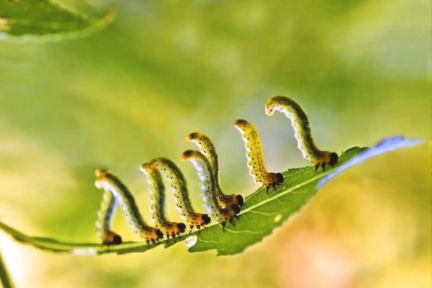 尺蠖虫子,尺蠖幼虫除虫剂可以消灭吗