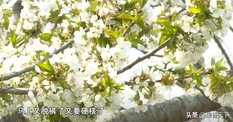 大樱桃发黄落果,大樱桃落果严重是怎么回事