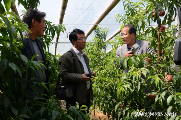 大棚桃怎么提高品质,种大棚桃子有前景吗