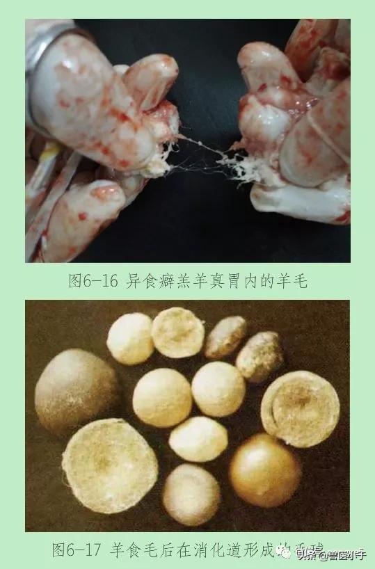 羊啃羊毛怎么办,羊吃羊毛堵住胃怎么治疗