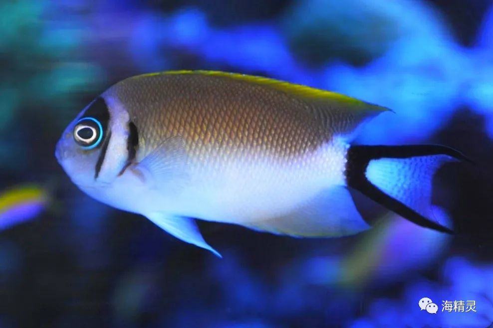 真正的亚洲美人—蒙面燕尾神仙鱼