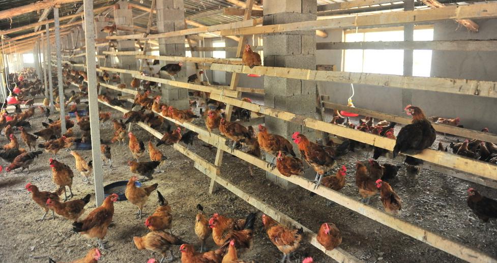 鸡群鸡冠肿了眼睛也肿了是什么病,鸡拉白痢脸肿是怎么回事