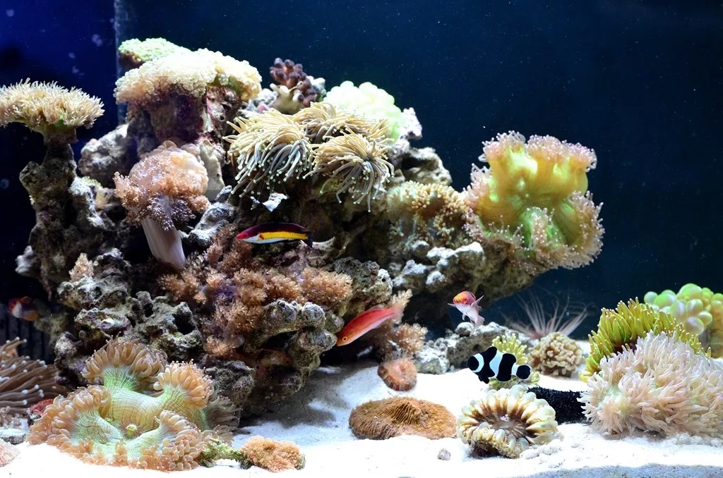 海缸刚开缸怎么饲养,海缸np双零珊瑚会白化吗