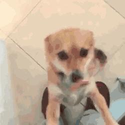 这5种狗狗爱咬人力气非常大,这几种狗狗一生只认一个主人