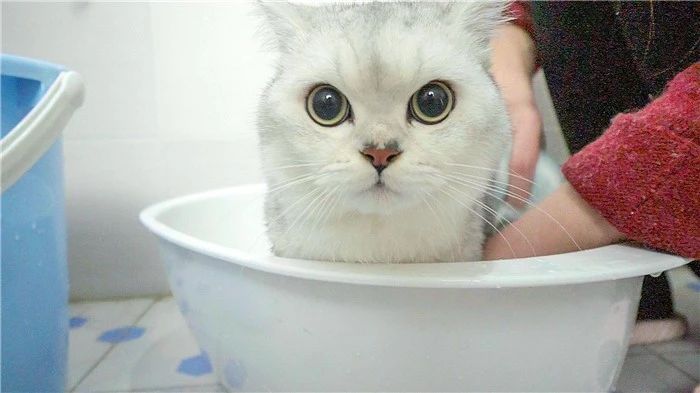 如何判断猫咪是否需要洗澡,猫咪不能洗澡但是身上有味怎么办